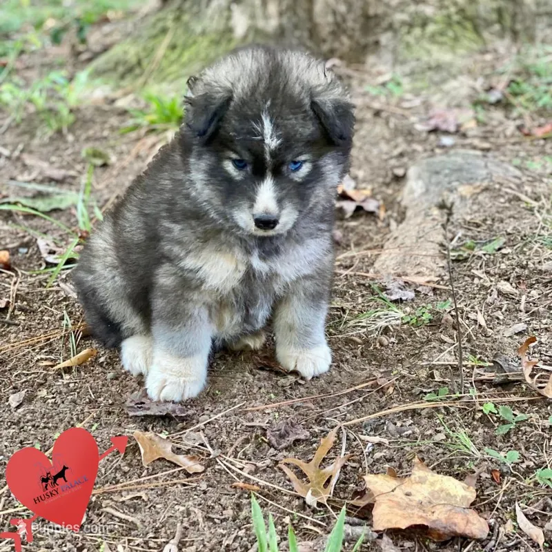 Agouti - Gary Player – Siberian Husky puppy for sale in Sanford, NC
