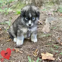 Agouti - Gary Player, a male Siberian Husky for sale in Sanford, NC – 1 of 6