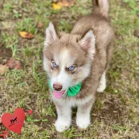 AKC Brown/white - Olypmic, a male Siberian Husky for sale in Sanford, NC – 6 of 8