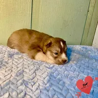 Brown/white ready early October, a male Siberian Husky for sale in Sanford, NC – 3 of 6