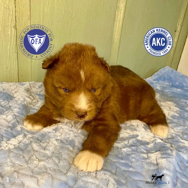 Solid Brown Ready Early October – Siberian Husky puppy for sale in Sanford, NC