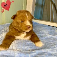 Solid Brown Ready Early October, a male Siberian Husky for sale in Sanford, NC – 4 of 8