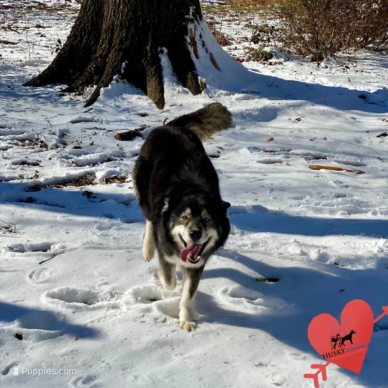AKC Agouti Trained – Siberian Husky puppy for sale in Sanford, NC
