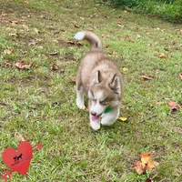 AKC Brown/white - Olypmic, a male Siberian Husky for sale in Sanford, NC – 5 of 7