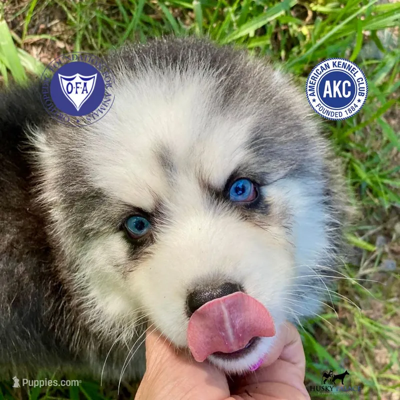 AKC Black/white – Siberian Husky puppy for sale in Sanford, NC