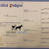 AKC Agouti Trained, a female Siberian Husky for sale in Sanford, NC – Photo 3 of 6