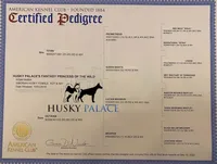 AKC Agouti Trained, a female Siberian Husky for sale in Sanford, NC – Photo 3 of 6