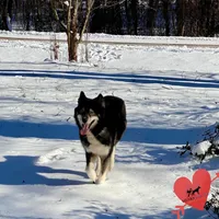 AKC Agouti Trained, a female Siberian Husky for sale in Sanford, NC – Photo 2 of 6