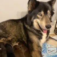 AKC Agouti Trained, a female Siberian Husky for sale in Sanford, NC – Photo 4 of 6