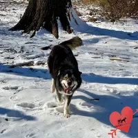 AKC Agouti Trained, a female Siberian Husky for sale in Sanford, NC – Photo 5 of 6