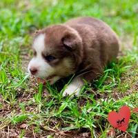 AKC Brown/white - Olypmic, a male Siberian Husky for sale in Sanford, NC – 7 of 8