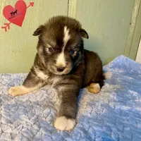 Agouti Ready early October, a male Siberian Husky for sale in Sanford, NC – 5 of 6