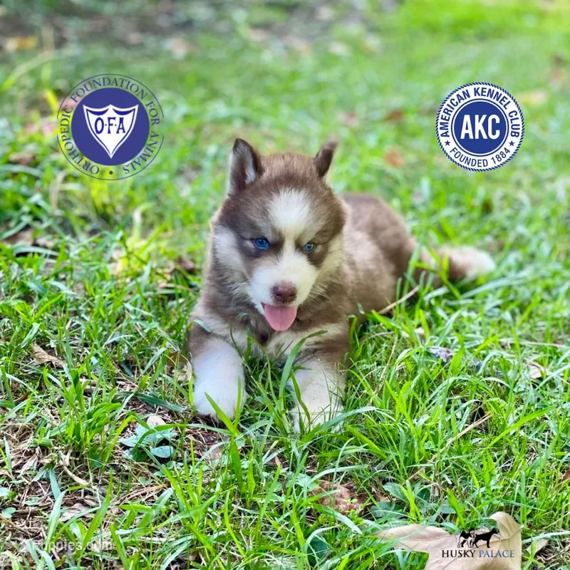 AKC Brown/white - Olypmic – Siberian Husky puppy for sale in Sanford, NC