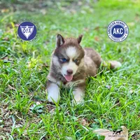 AKC Brown/white - Olypmic, a male Siberian Husky for sale in Sanford, NC – 1 of 6