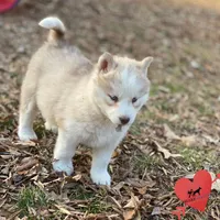 Red/white AKC, a female Siberian Husky for sale in Sanford, NC – Photo 2 of 7