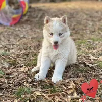 Red/white AKC, a female Siberian Husky for sale in Sanford, NC – Photo 3 of 7