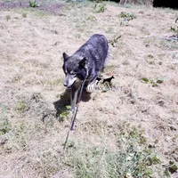 AKC Agouti Trained, a female Siberian Husky for sale in Sanford, NC – 10 of 10