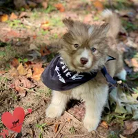 Brown/white w/ Amber eyes, a male Siberian Husky for sale in Sanford, NC – 2 of 7
