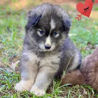 Agouti - Gary Player, a male Siberian Husky for sale in Sanford, NC – 2 of 6