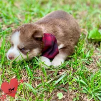 AKC Brown/white - Olypmic, a male Siberian Husky for sale in Sanford, NC – 4 of 8