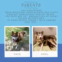 AKC Brown/white - Olypmic, a male Siberian Husky for sale in Sanford, NC – 3 of 9