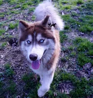 AKC, OFA, Trained Damon, a male Siberian Husky for sale in Sanford, NC – 2 of 4