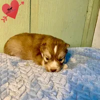 Brown/white ready early October, a male Siberian Husky for sale in Sanford, NC – 2 of 6