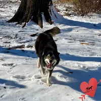 AKC Agouti Trained, a female Siberian Husky for sale in Sanford, NC – 4 of 10