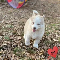 Red/white AKC, a female Siberian Husky for sale in Sanford, NC – Photo 4 of 7