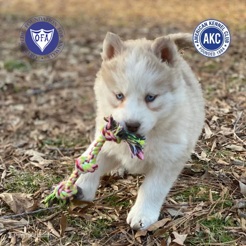 Red/white AKC, a female Siberian Husky for sale in Sanford, NC – Photo 1 of 7