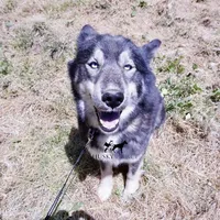 AKC Agouti Trained, a female Siberian Husky for sale in Sanford, NC – 7 of 10