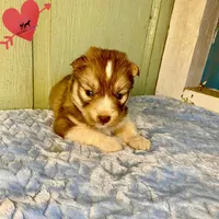 Brown/white ready soon, a male Siberian Husky for sale in Sanford, NC – 6 of 7