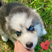 AKC Black/white, a female Siberian Husky for sale in Sanford, NC – 5 of 8