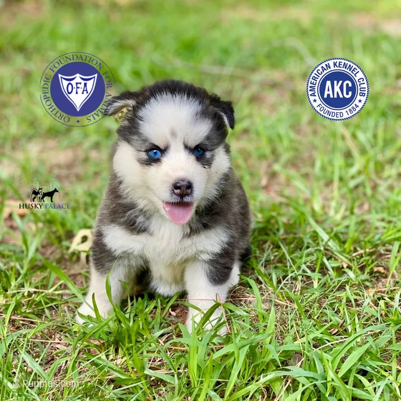 AKC Black/white – Siberian Husky puppy for sale in Sanford, NC