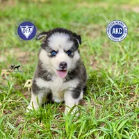 AKC Black/white, a female Siberian Husky for sale in Sanford, NC – 1 of 8