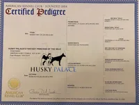 AKC Agouti Trained, a female Siberian Husky for sale in Sanford, NC – 6 of 10
