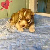 Brown/white ready early October, a male Siberian Husky for sale in Sanford, NC – 4 of 6