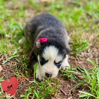 AKC Black/white, a female Siberian Husky for sale in Sanford, NC – 2 of 6