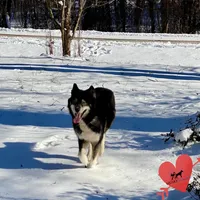AKC Agouti Trained, a female Siberian Husky for sale in Sanford, NC – 5 of 10