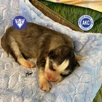 AKC Black/white - Zion, a male Siberian Husky for sale in Sanford, NC – 1 of 3