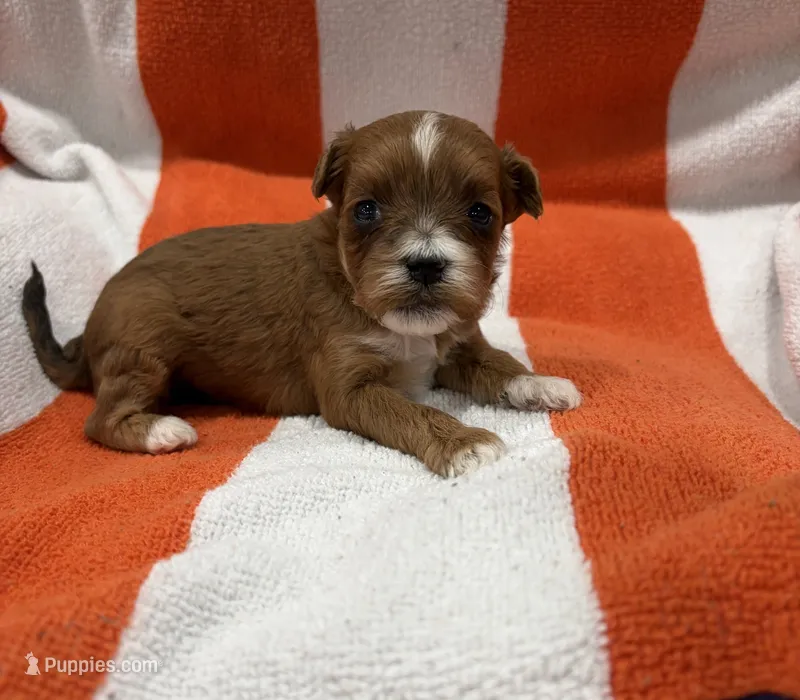 Autumn – Maltipoo puppy on hold in Denver, CO