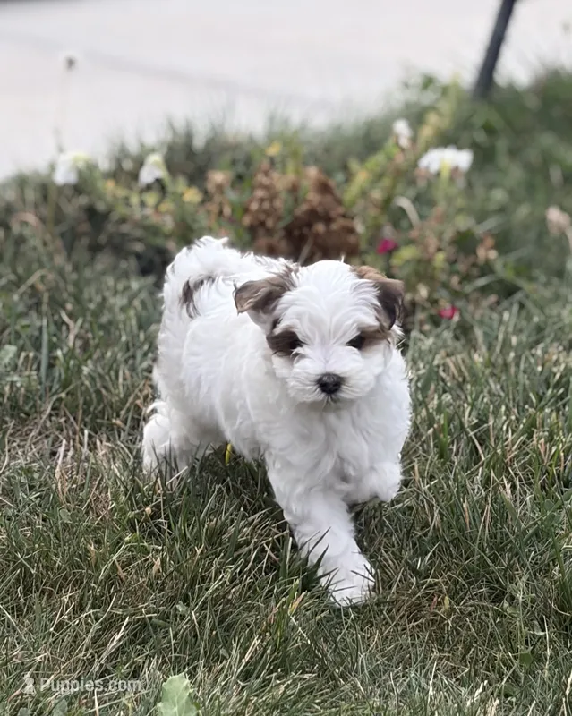 Rusty – Maltipoo puppy for sale in Denver, CO