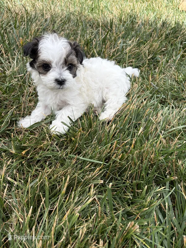 Oreo  – Maltipoo puppy for sale in Denver, CO
