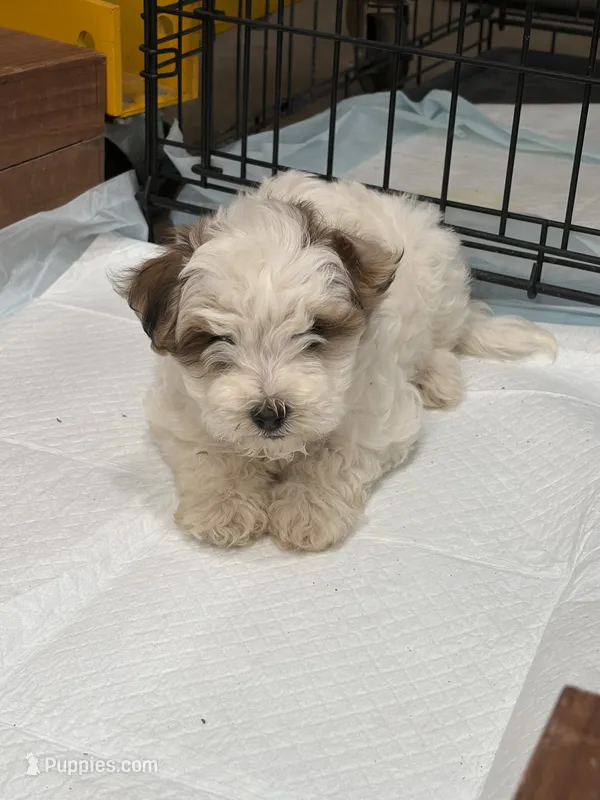 Rusty – Maltipoo puppy for sale in Denver, CO
