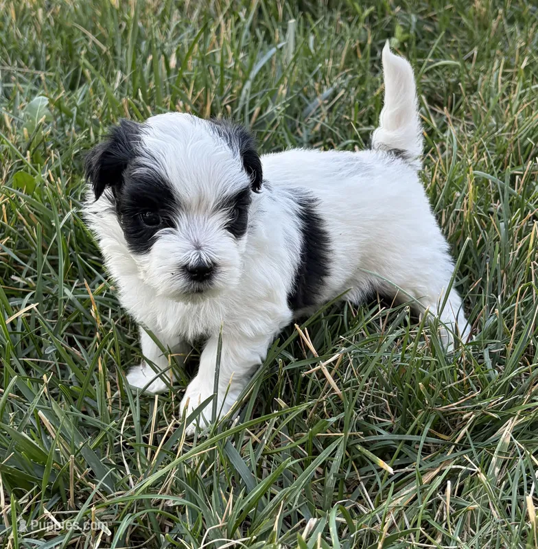 Domino – Maltipoo puppy for sale in Denver, CO