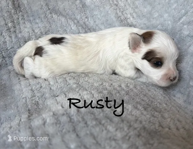 Rusty – Maltipoo puppy for sale in Denver, CO