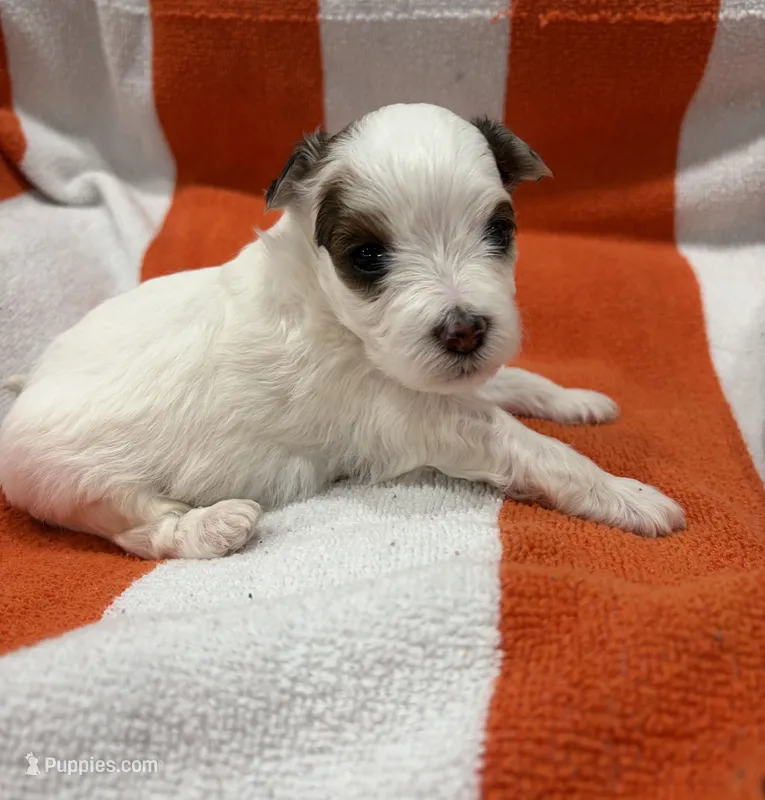 Rusty – Maltipoo puppy for sale in Denver, CO