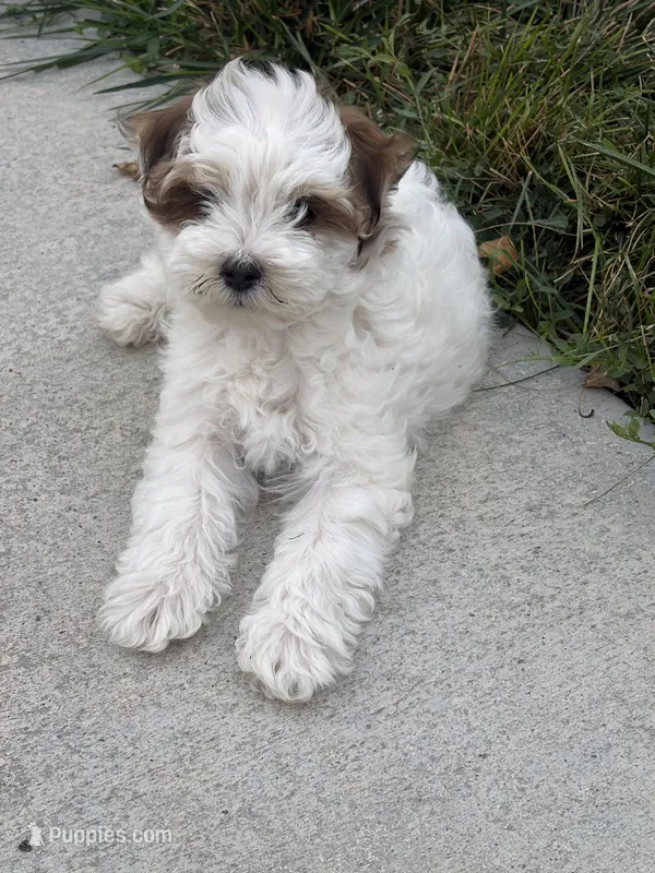 Rusty – Maltipoo puppy for sale in Denver, CO