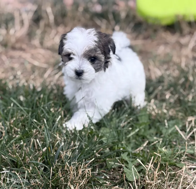 Oreo  – Maltipoo puppy for sale in Denver, CO