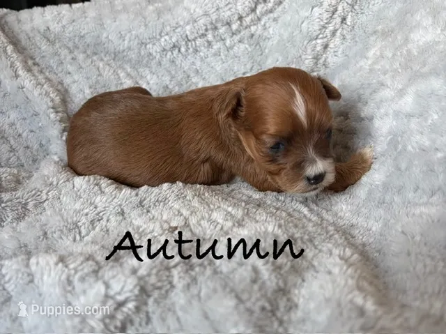 Autumn – Maltipoo puppy for sale in Denver, CO